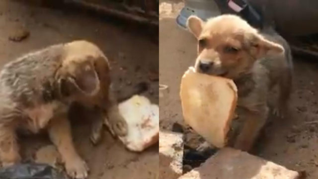 Perrito regala pan