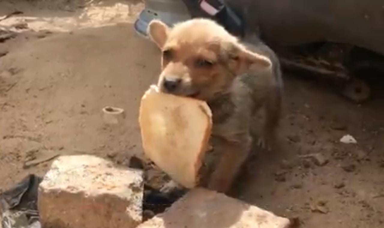 Perrito pan agradecimiento
