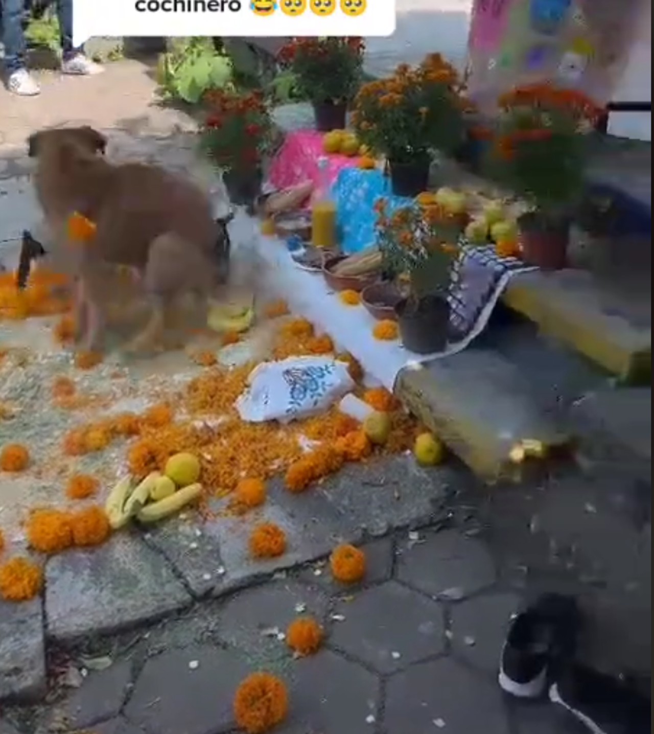 perros altar dia de muertos pelea