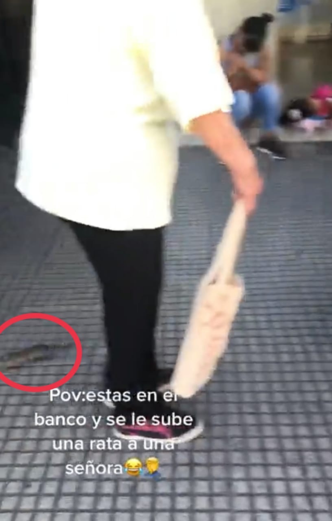 Rata señora banco