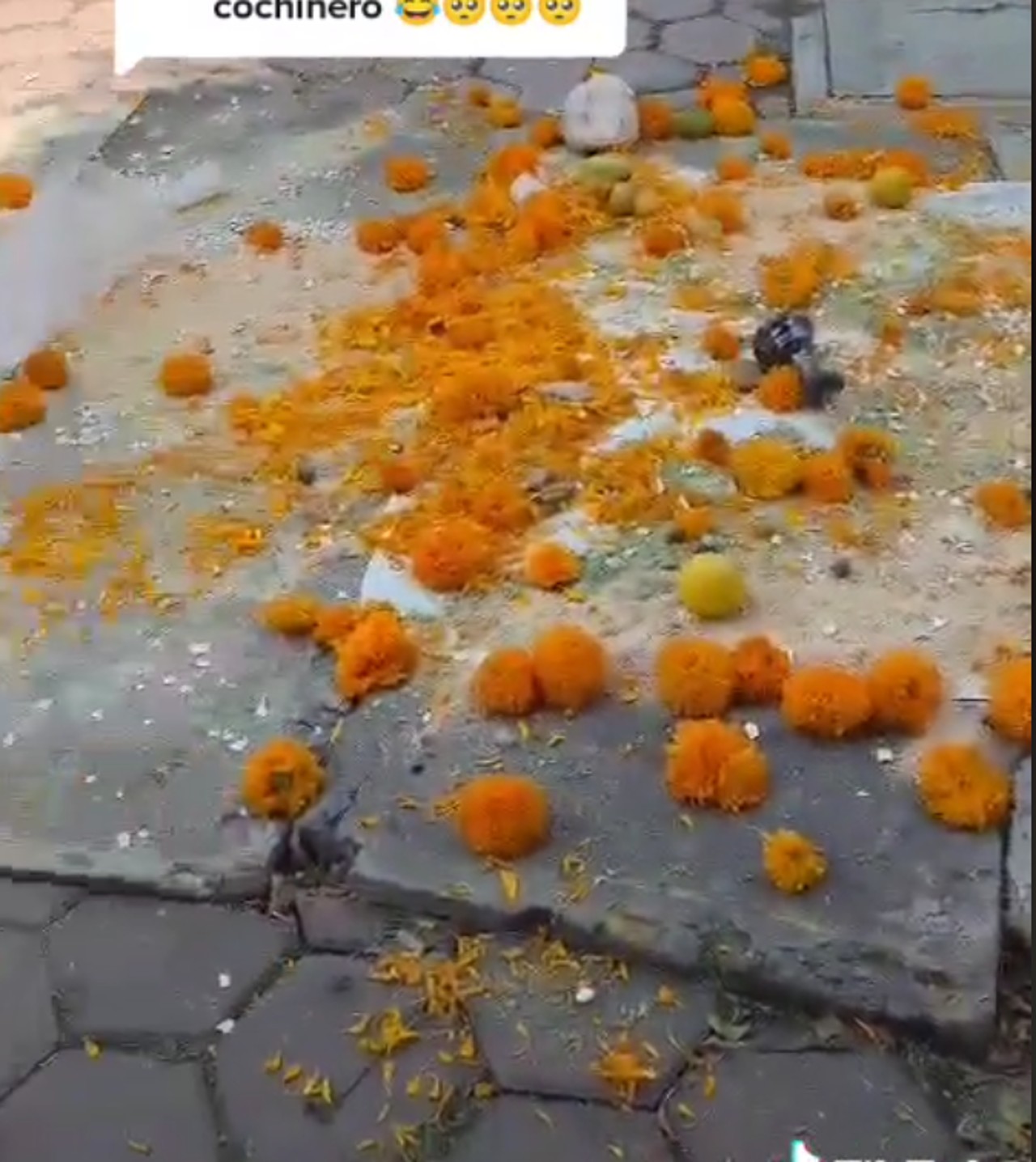 perros altar dia de muertos pelea destruido