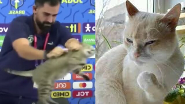 Gato Brasil Qatar destacada