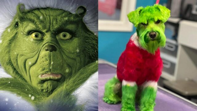 Mujer pinta perro verde Grinch criticas