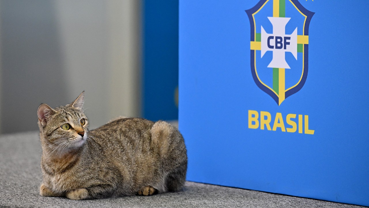 federación brasileña maltrato animal
