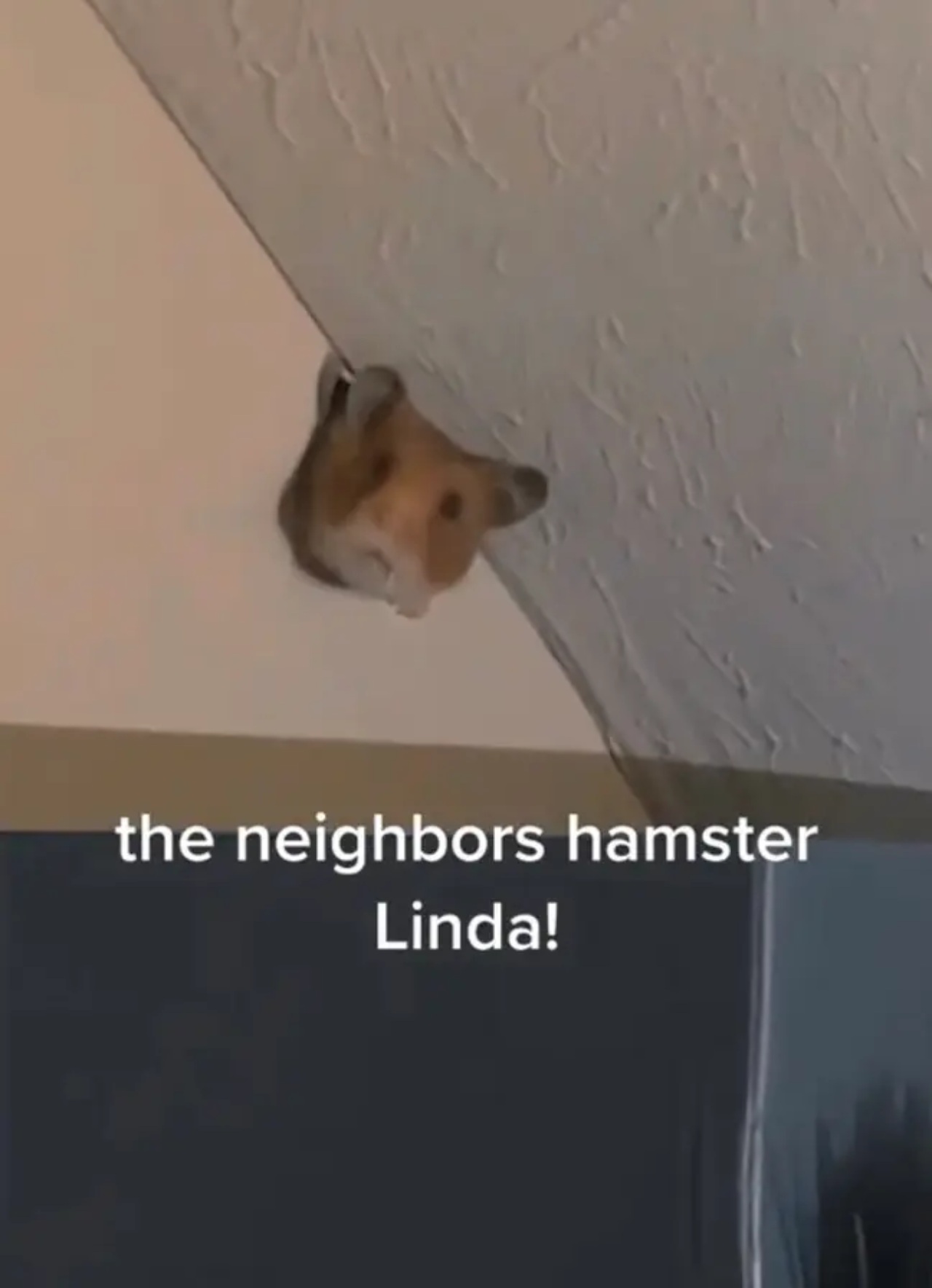 hamster royo pared hoyo vecina cuarto
