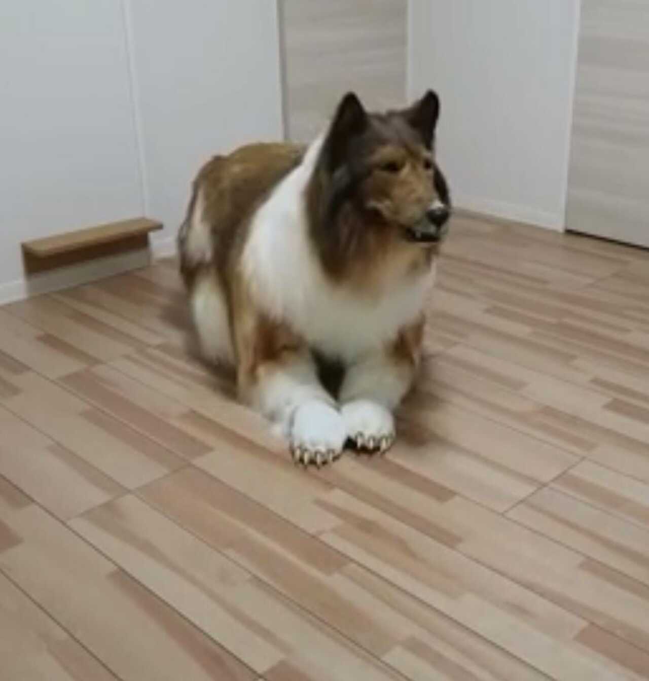 Hombre se convierto en perro