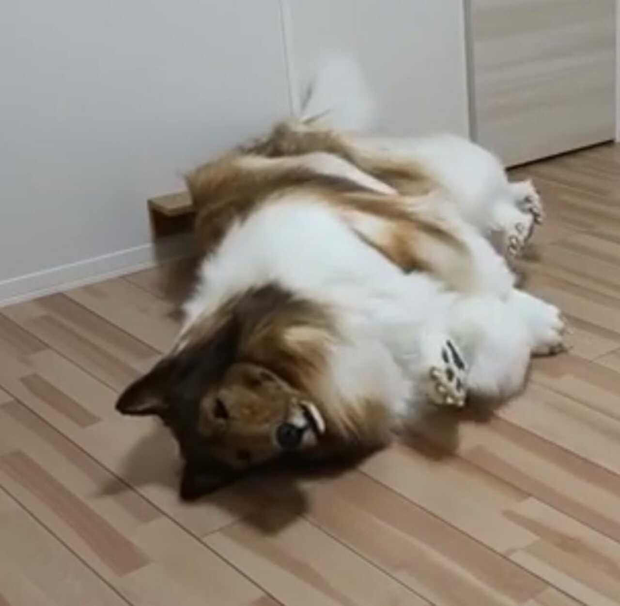 Hombre quería ser perro