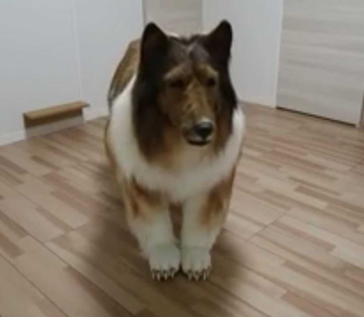 Hombre cumple sueño de ser perro