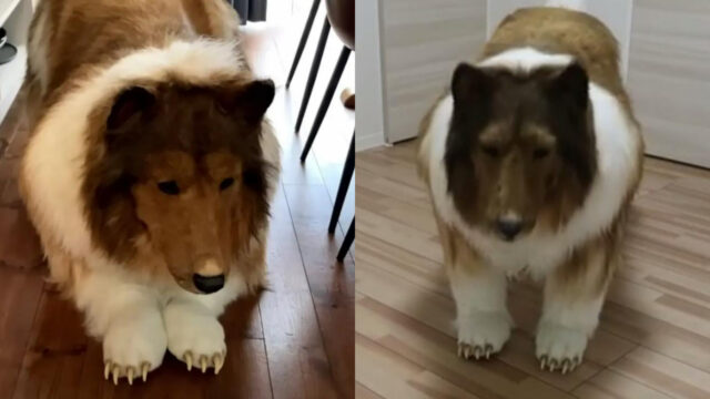 Hombre perro