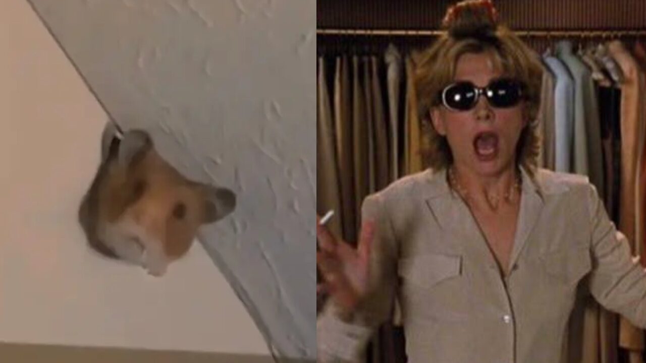 Mujer shock hamster royo pared hoyo
