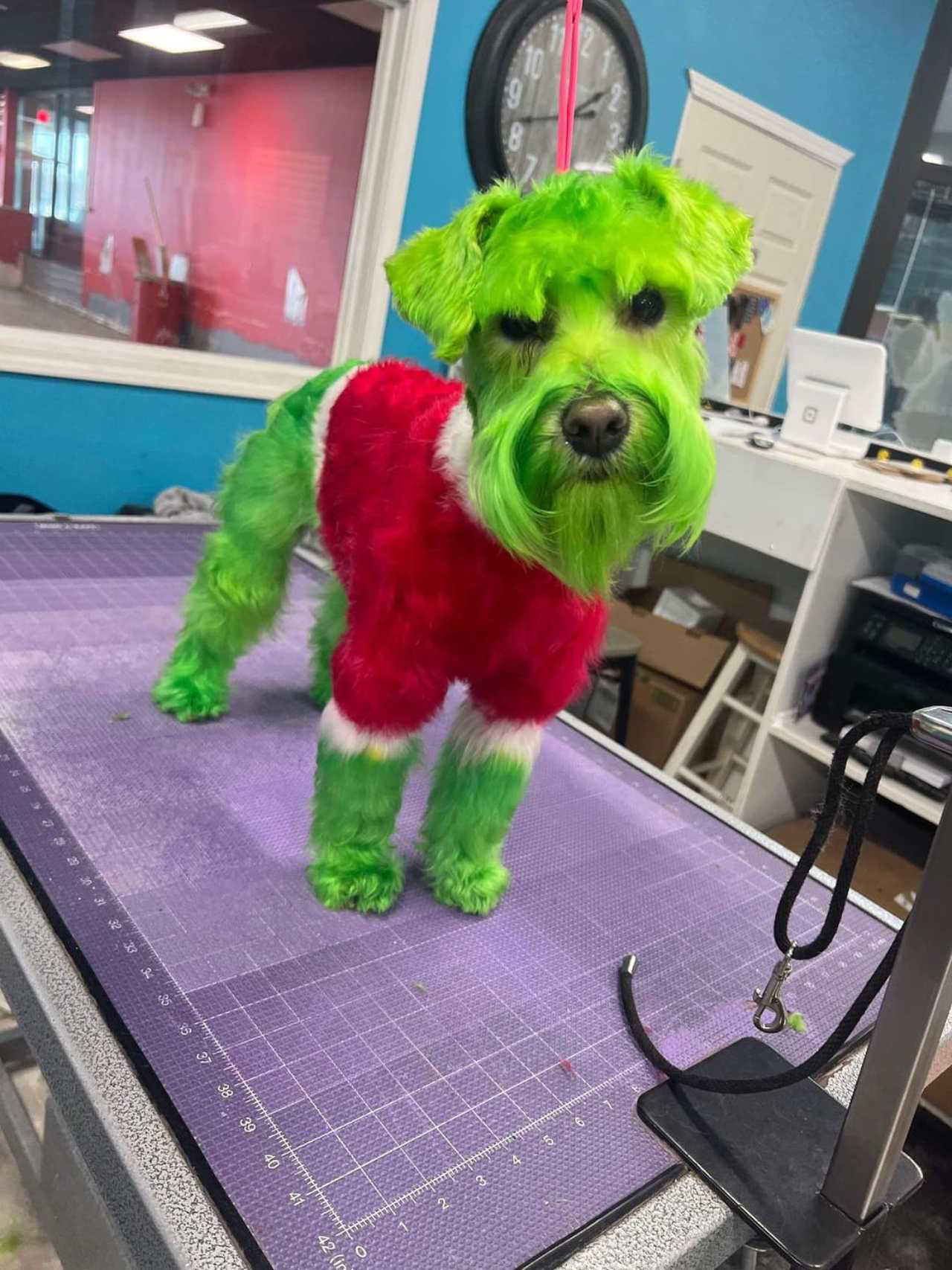 Mujer pinto perro verde parecerse Grinch