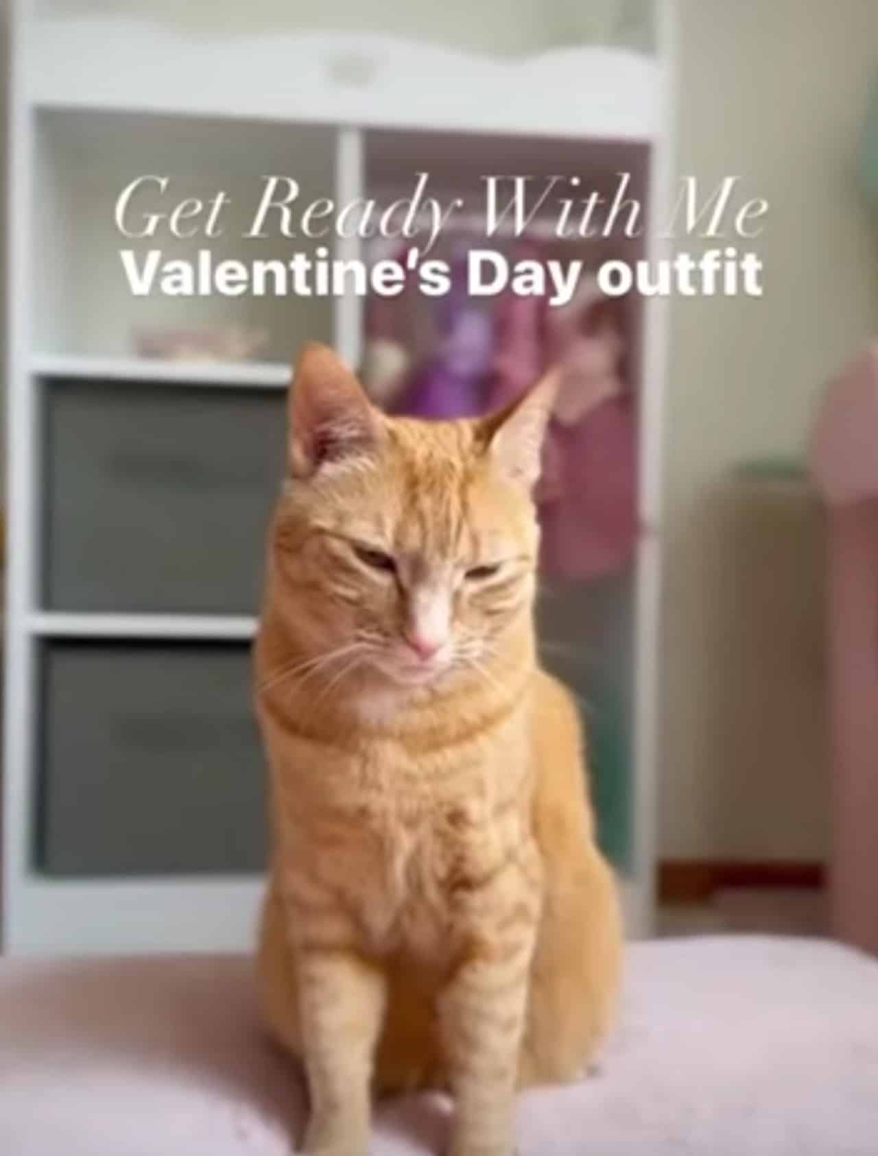 Gatita influencer Instagram