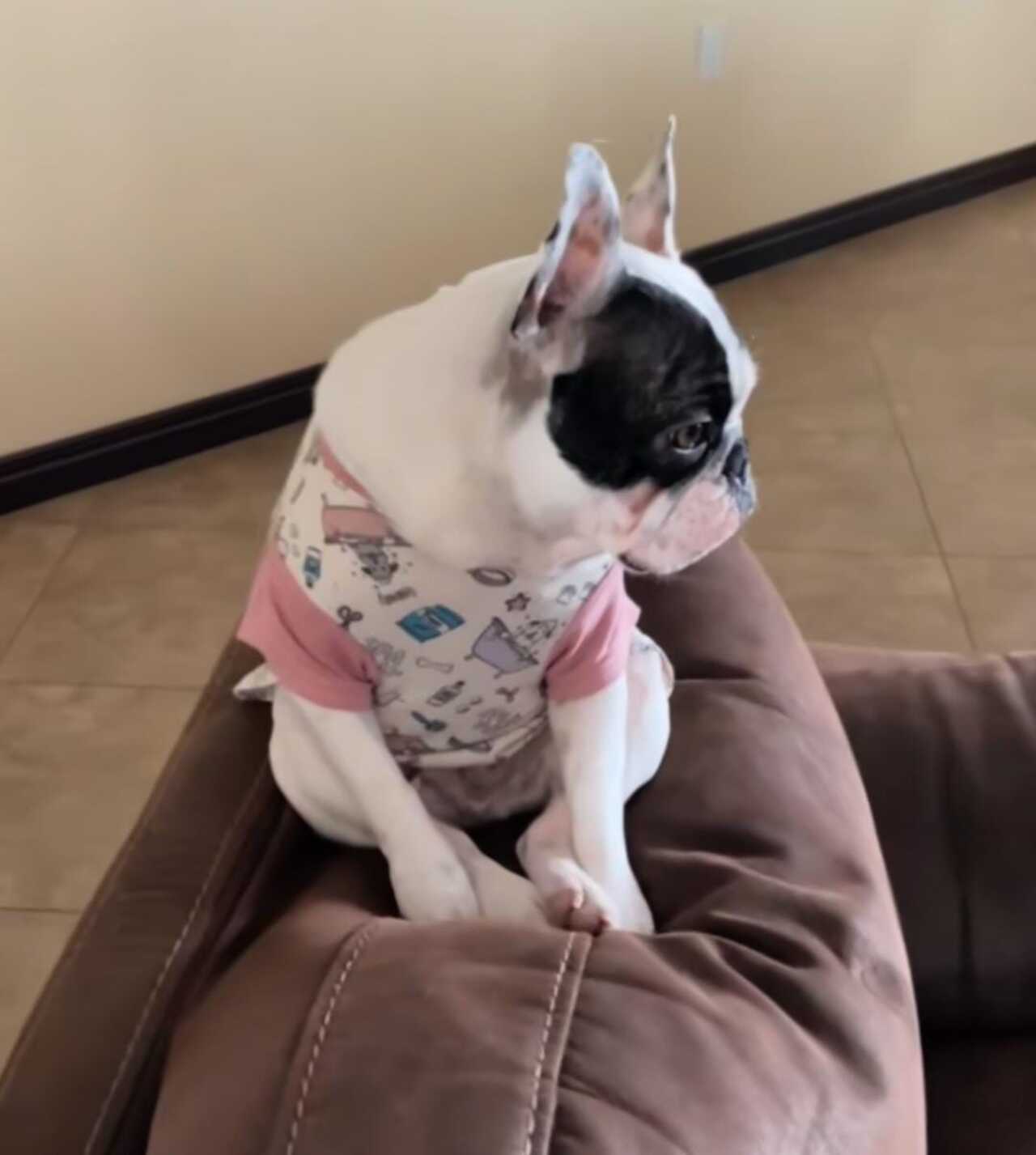 Perrita celosa carro