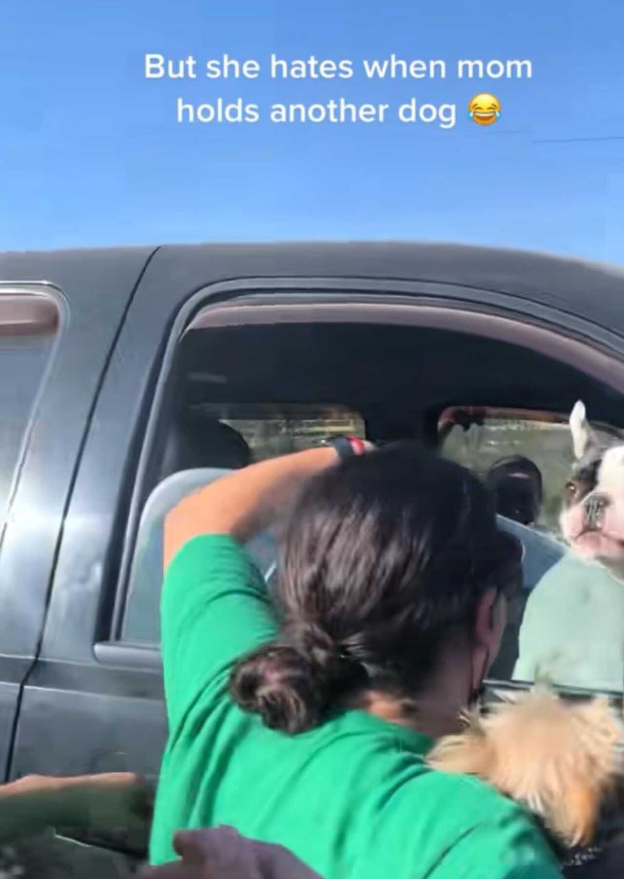 Perrita se pone celosa de que dueña cargue a otro lomito