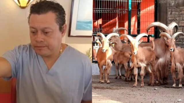 Cabras ZoolÃ³gico
