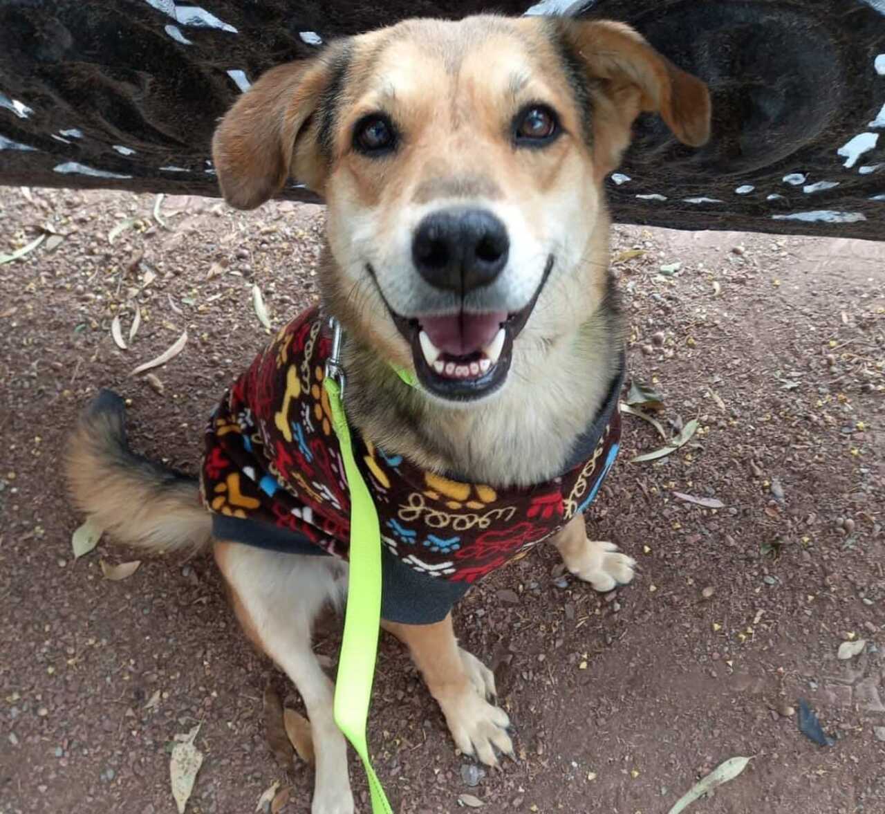 Perritos en adopción Coahuila 
