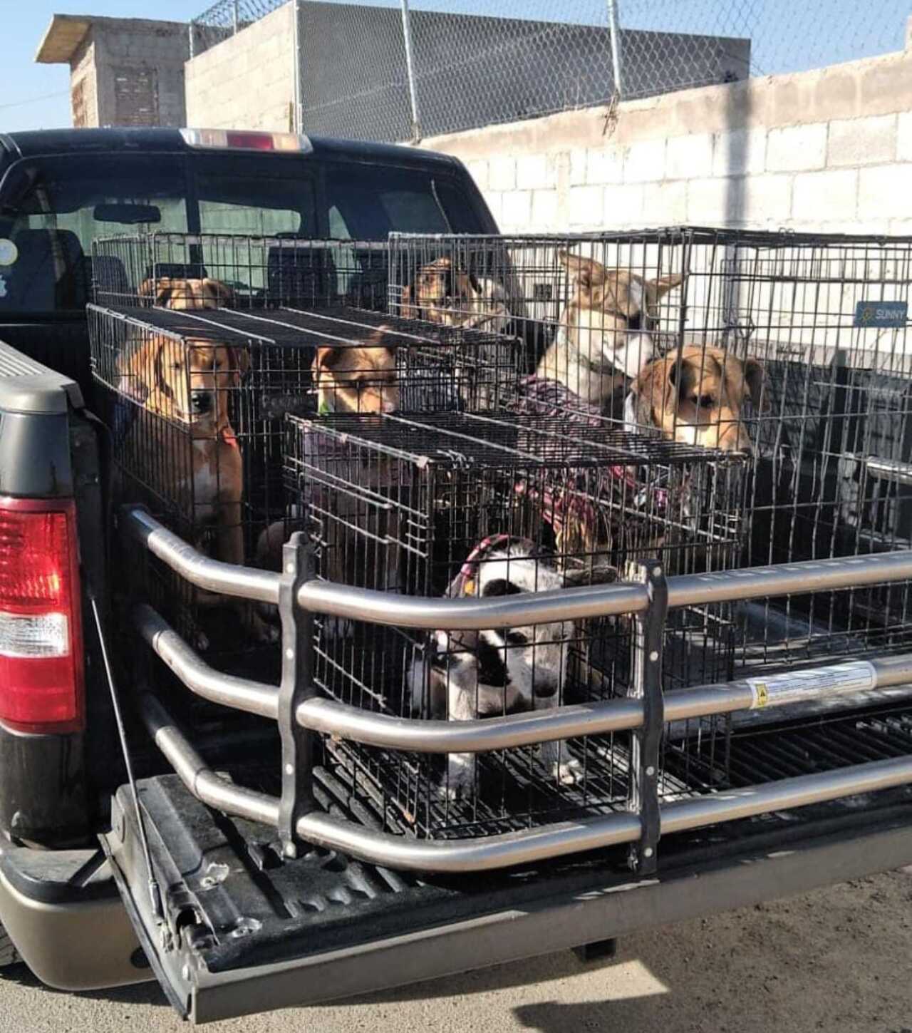 No adoptan a ningún perrito 