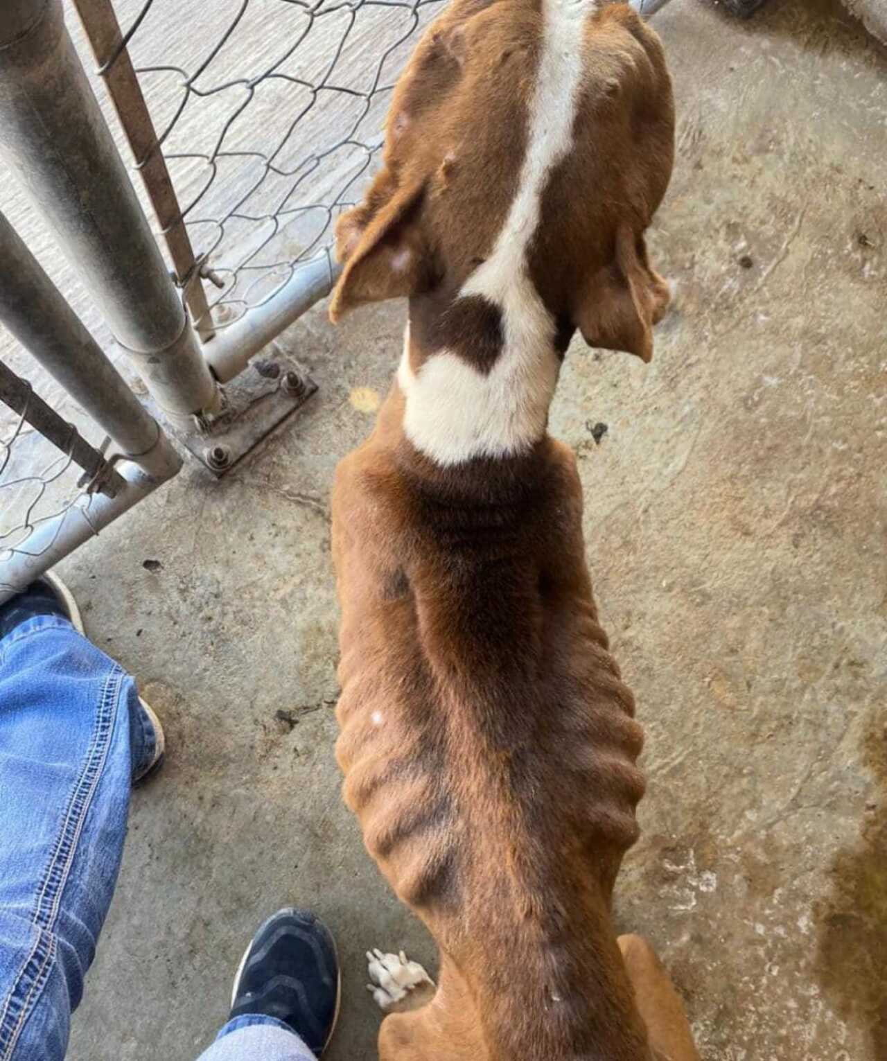 Adopción de perritos Torreón