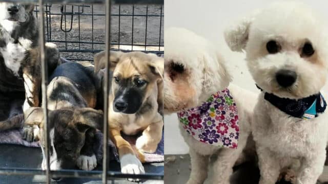 AdopciÃ³n de perritos