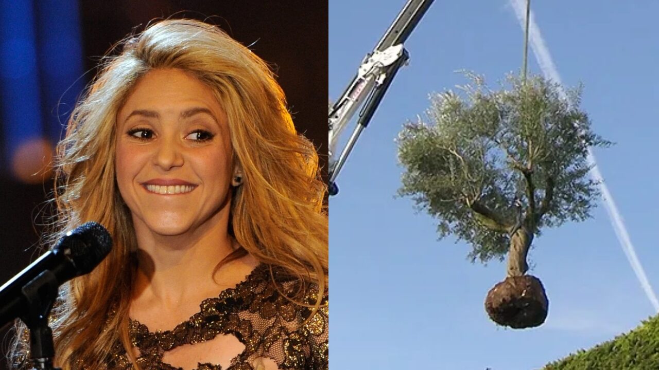 Shakira Clara Chía árbol