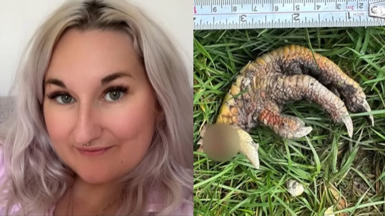 Mujer encuentra garra dinosaurio en jardin