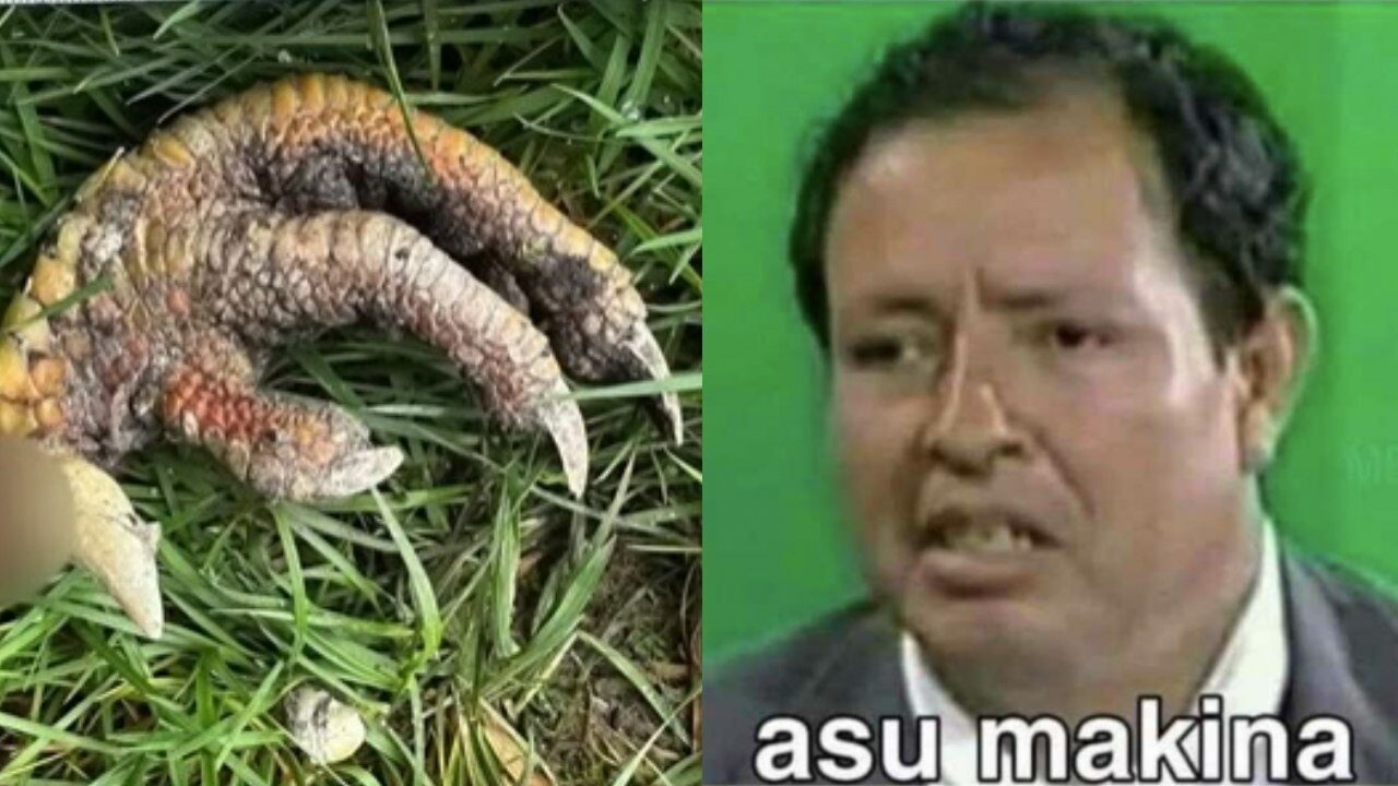 Mujer encuentra garra de dinosaurio jardin