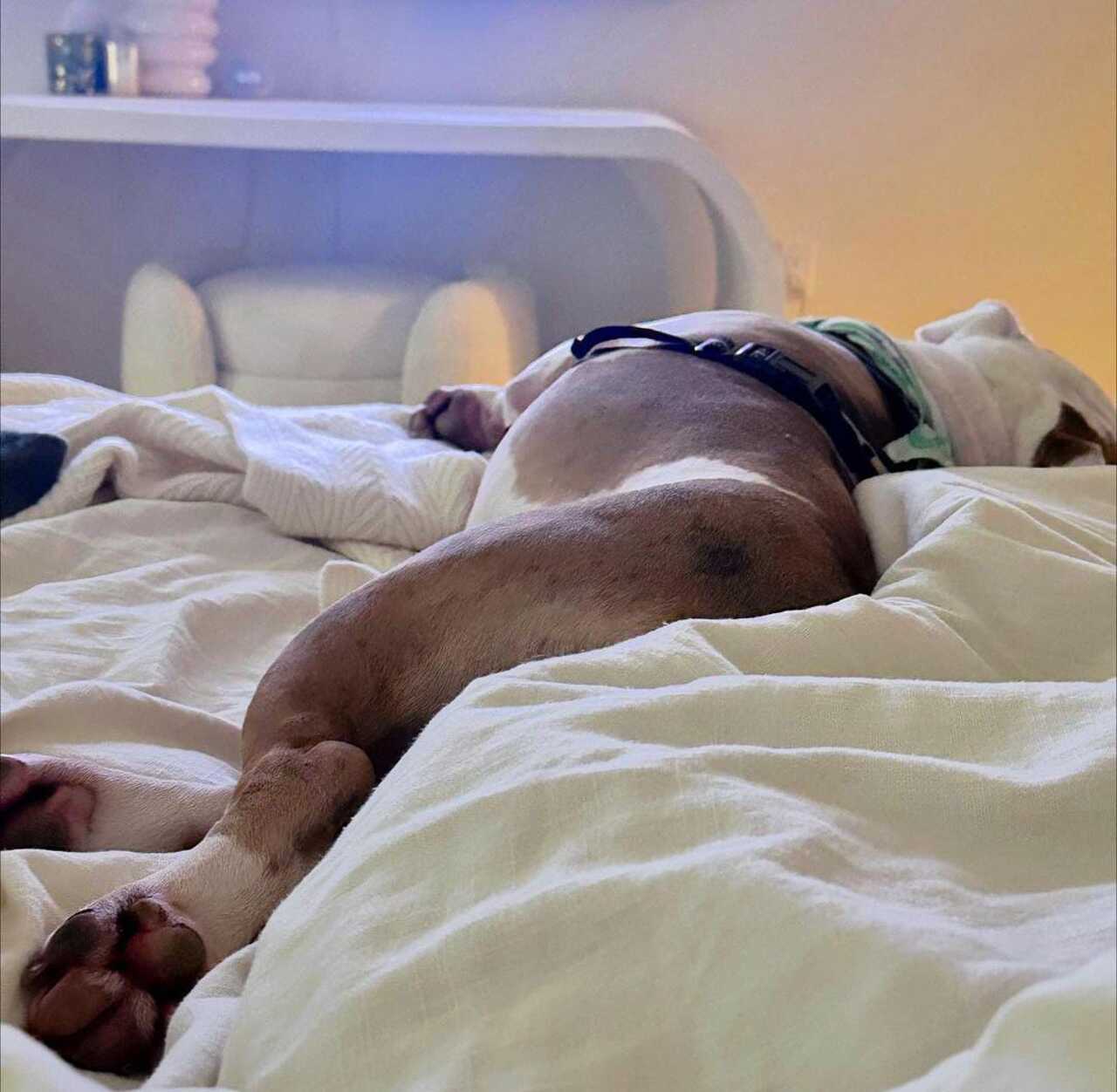 Perrito de Ángela Aguilar