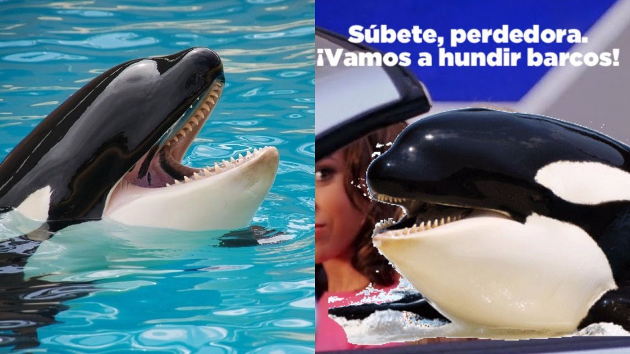 Mejores memes Orca Gladis destacada