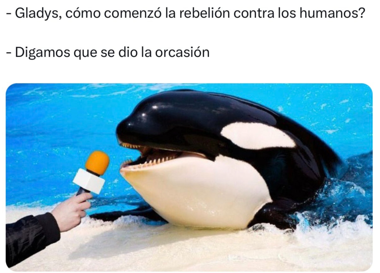 Mejores memes Orca Gladis ocasión