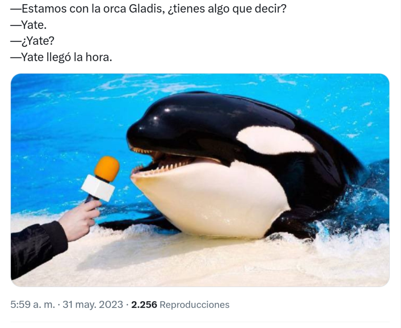 Mejores memes Orca Gladis yates
