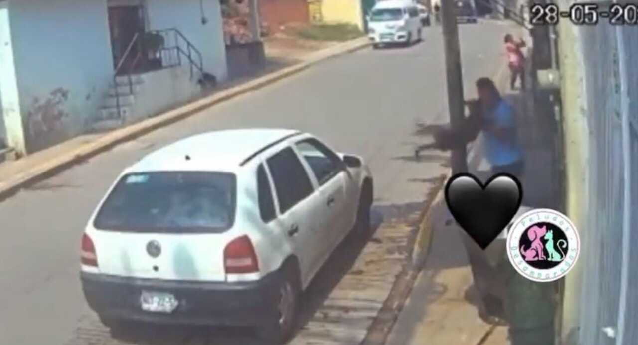 Perrito que fue lanzado a un caso con aceite