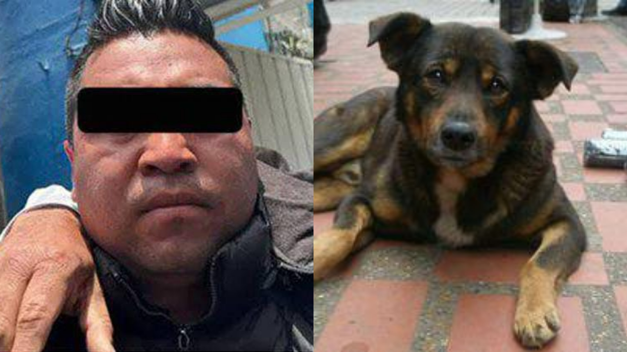 Perrito arrojando en cazo con aceite