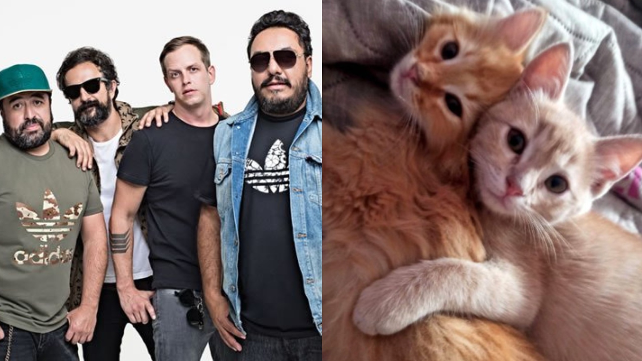 Randy Molotov regresar gatos