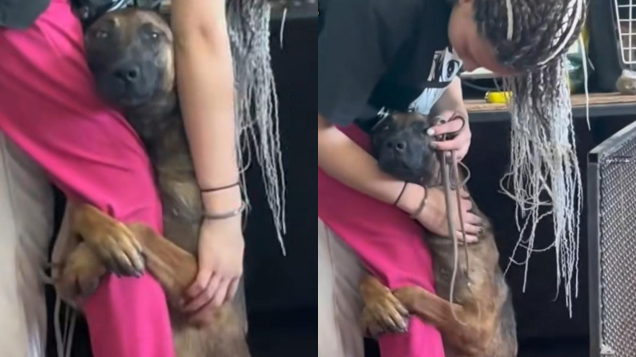 Perrito de refugio se aferró desesperadamente a la pierna de una joven para que lo adopte