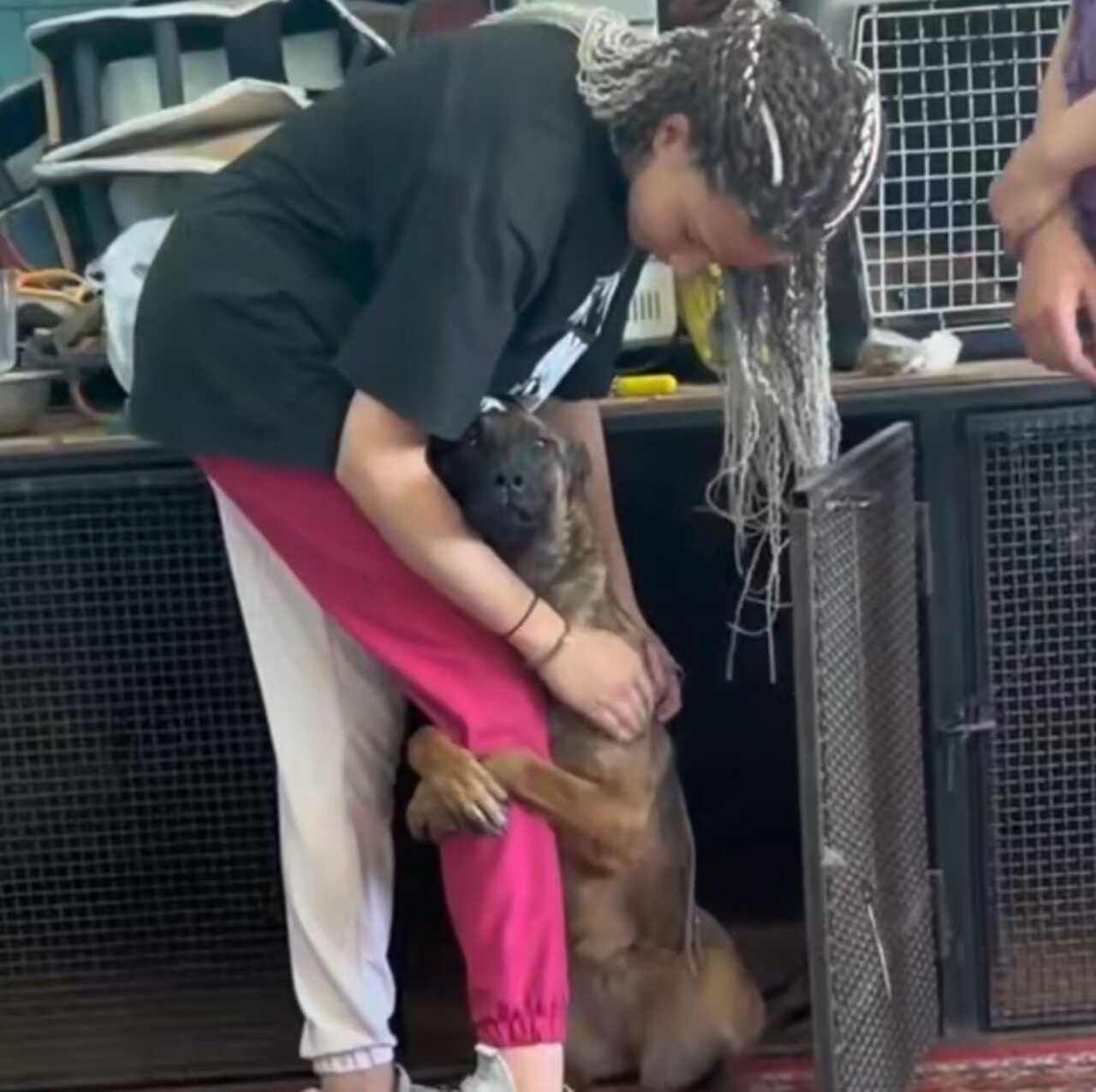 Perrito pide ayuda a un chica para que lo adopte
