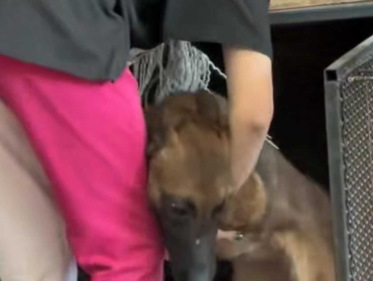 Perrito de refugio se aferró desesperadamente a la pierna de una joven para que lo adopte