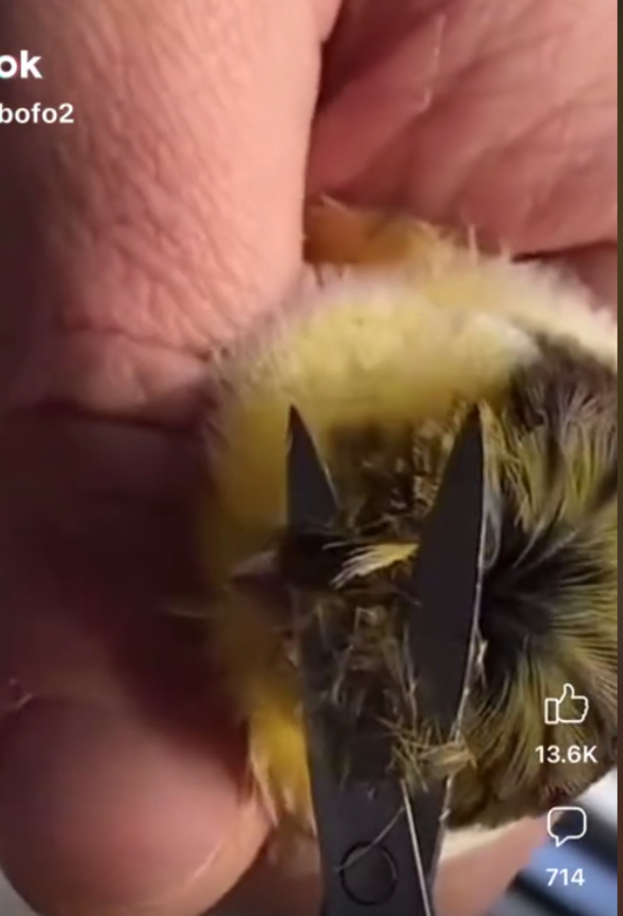 peso pluma tiktok peinado pajarito