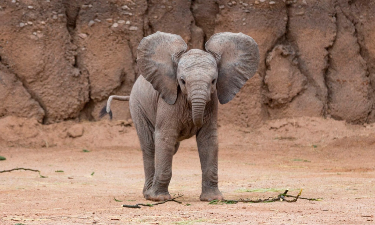 cazador aplastado mamá elefante
