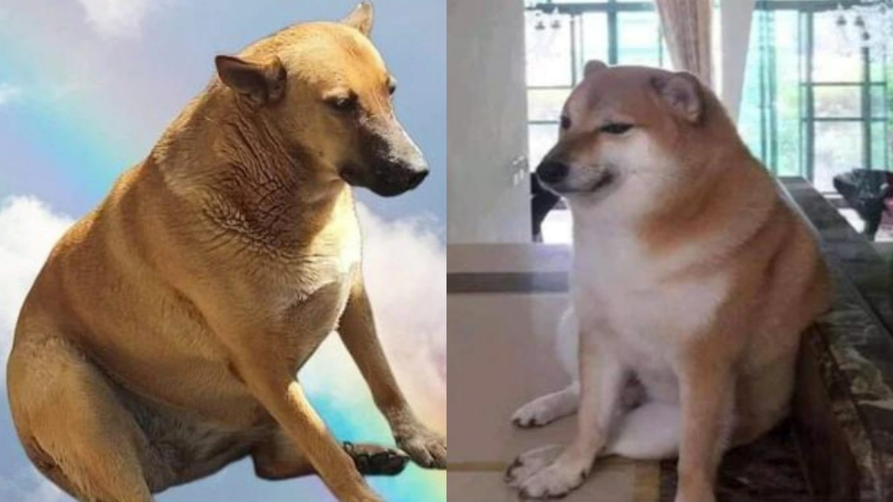 Cheempe, la versión mexicana del perrito Cheems que cautivó redes sociales