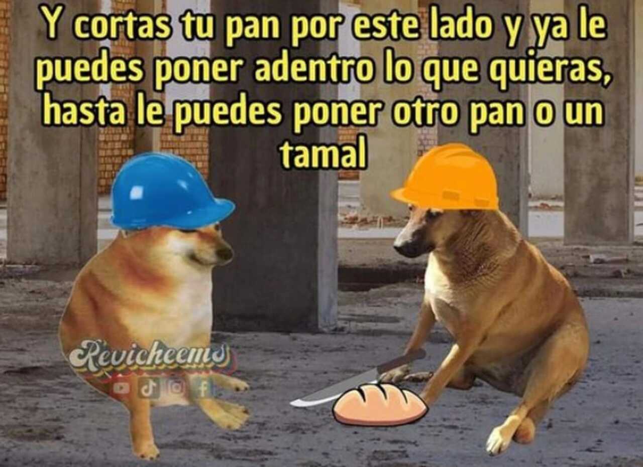 Encuentran versión mexicana de Cheems con el perrito Cheempe
