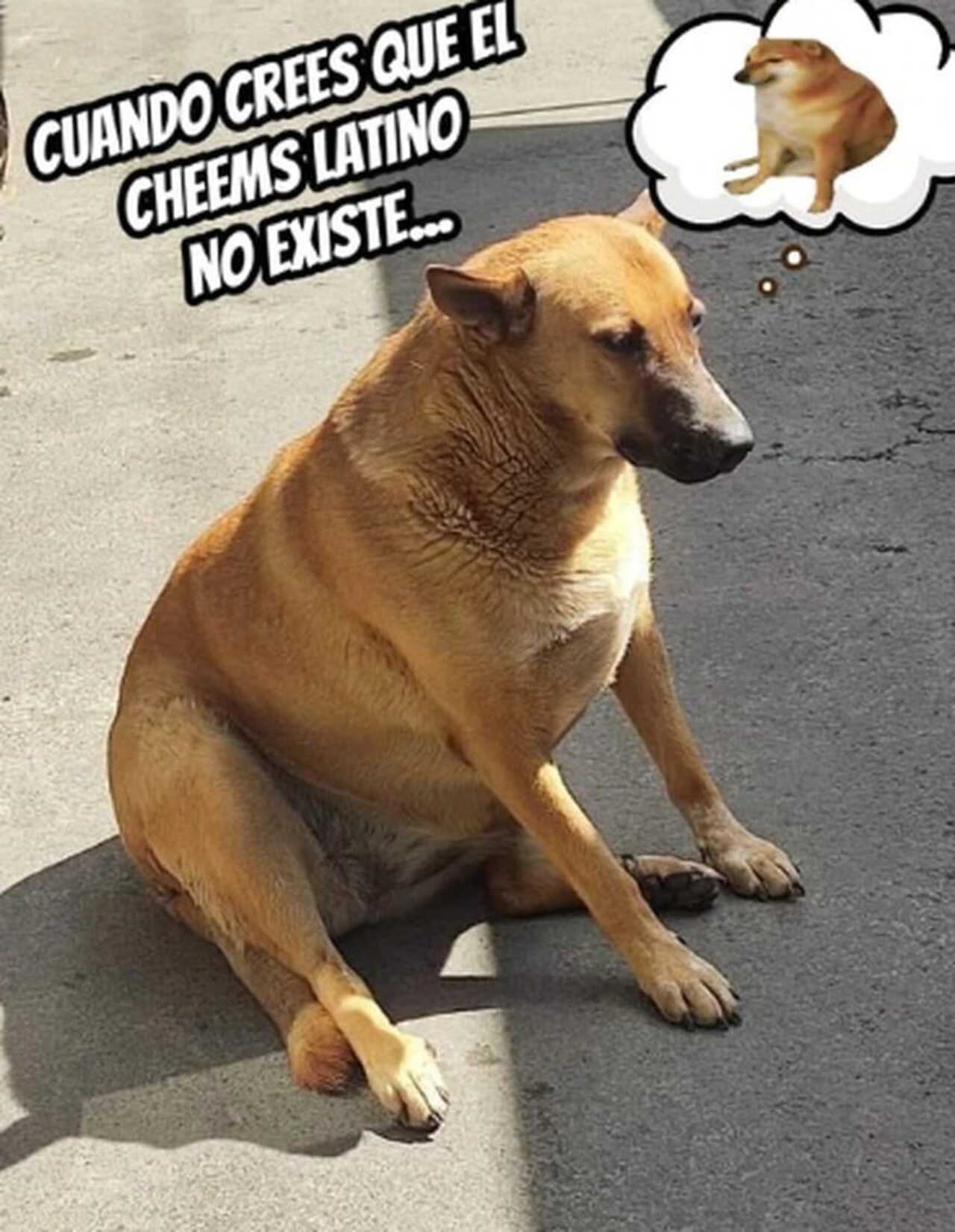 La versión mexicana de Cheems sí existe y se trata de Cheempe