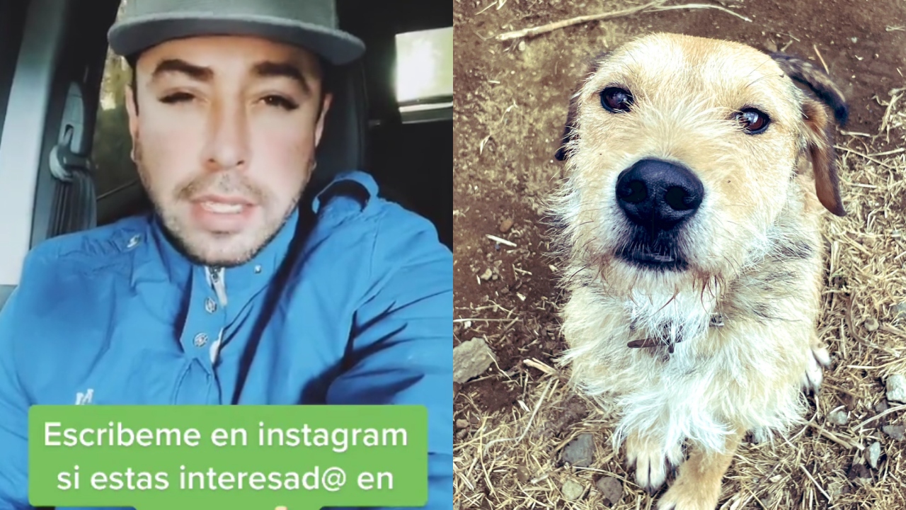 Perritos joven ayuda of