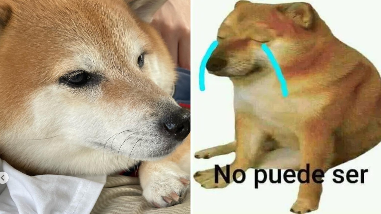 Perrita Cheems delicada salud
