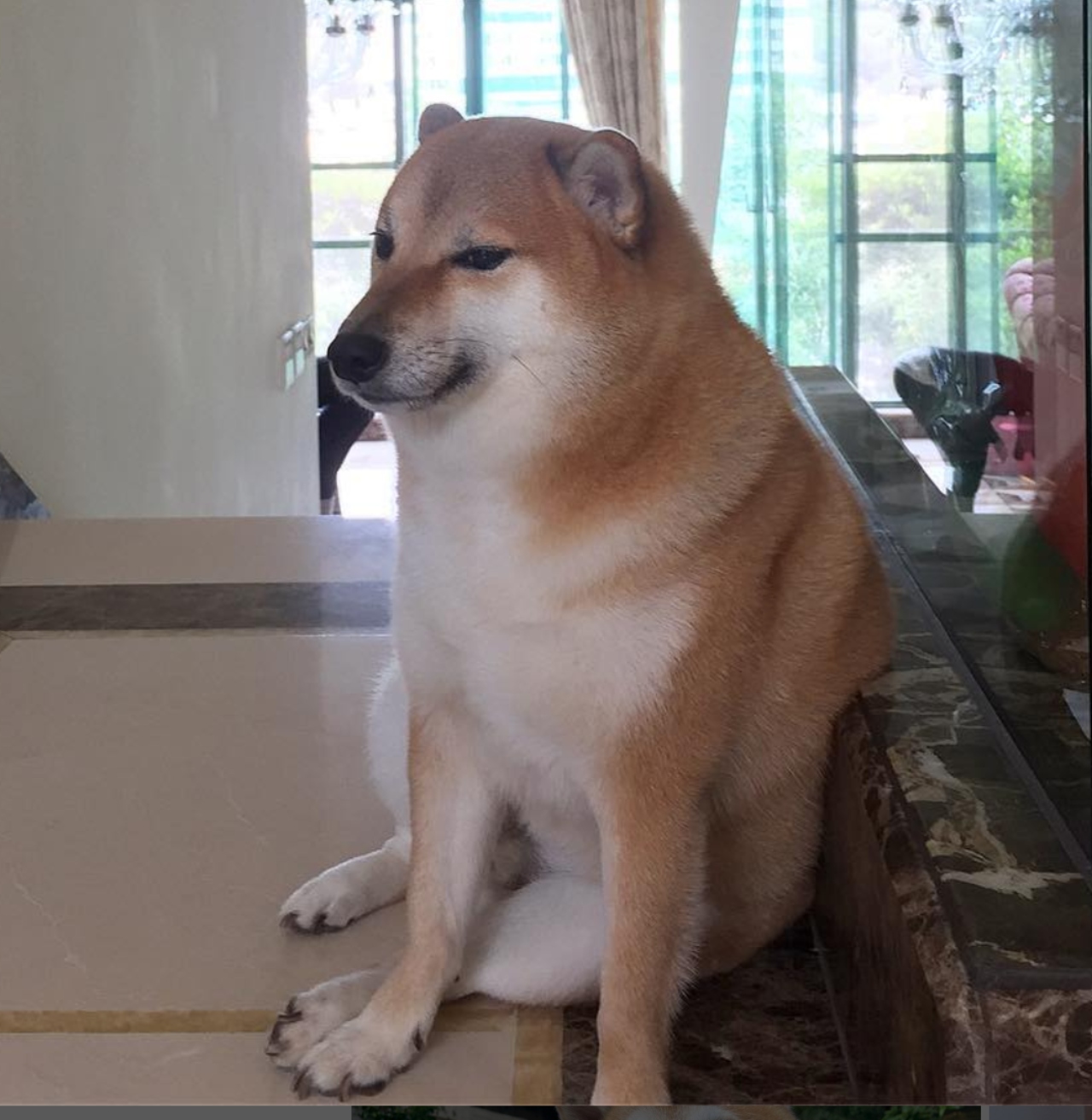 Perrita Cheems delicada salud