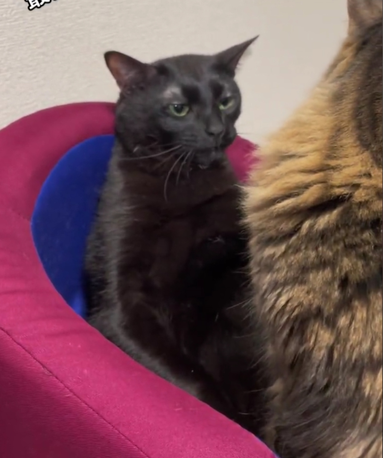 Gato negro viral tiktok