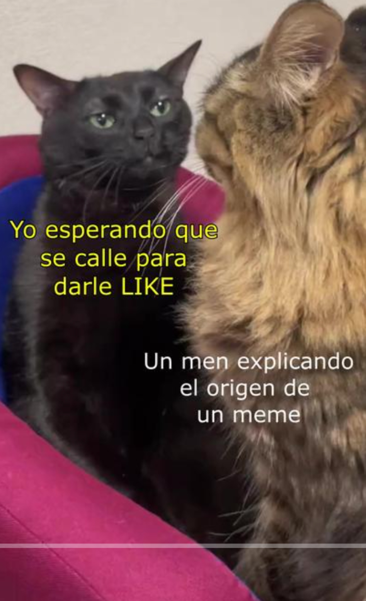 Gato negro viral tiktok
