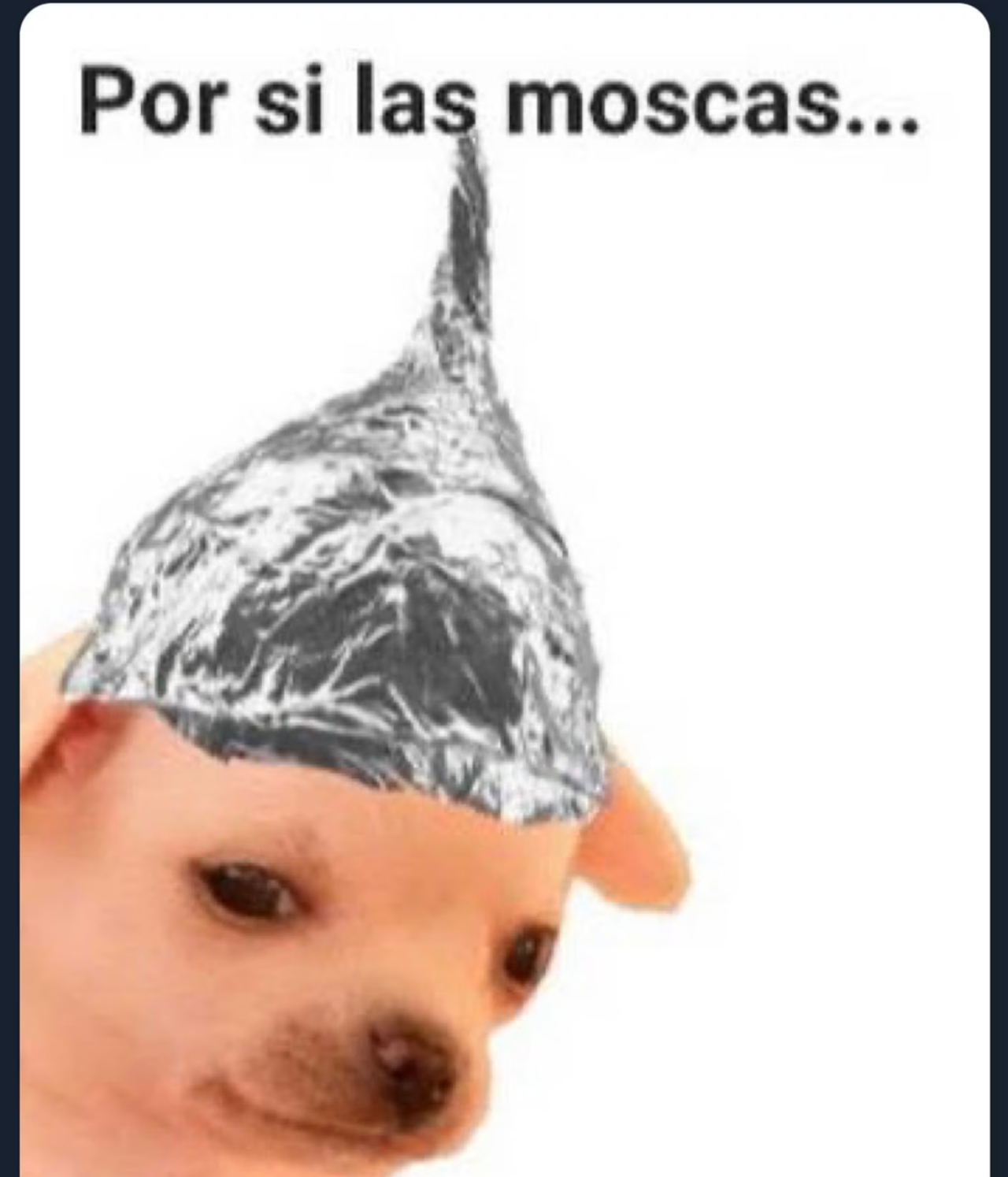 aliens extraterrestres memes reales perrito