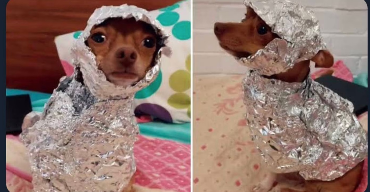 aliens extraterrestres memes reales perrito aluminio dos