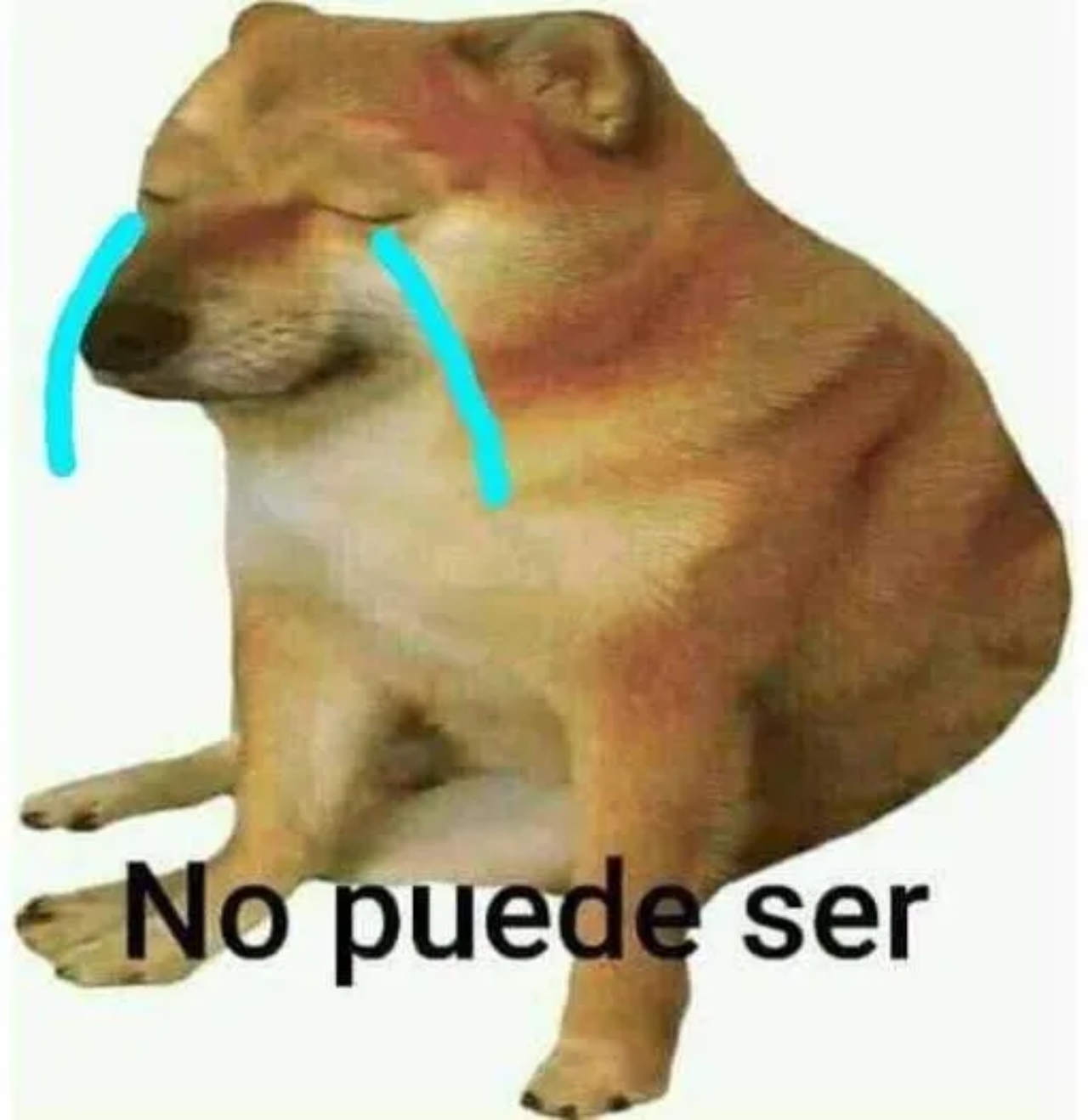 Perrita Cheems delicada salud