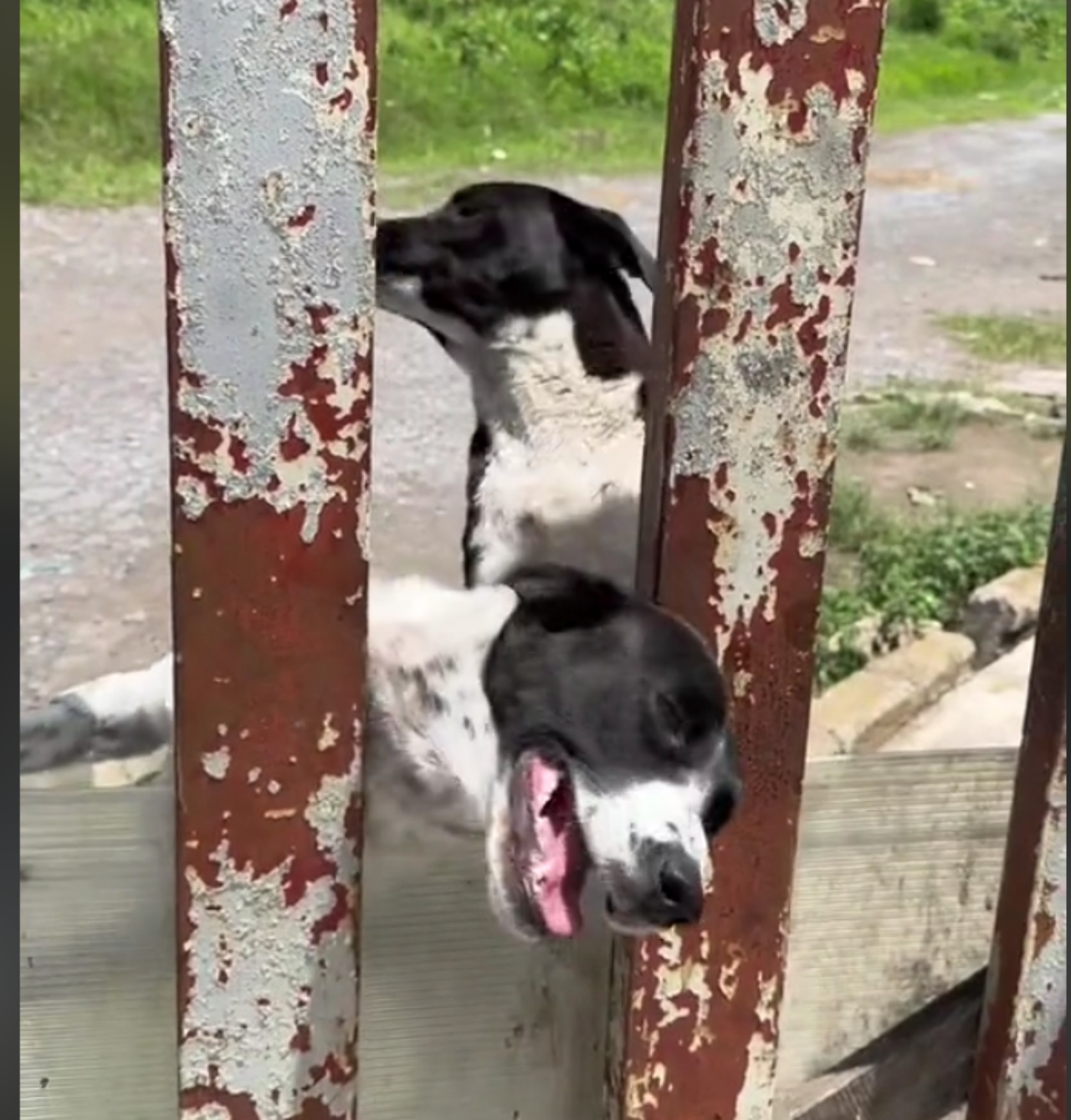 Coca-cola abandona perritos
